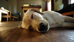 Jak psi spí: co může říct o domácím postavení ve snu